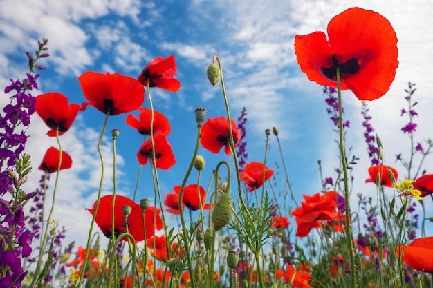 Mohnblumen und andere schöne Blumen gegen den blauen Himmel