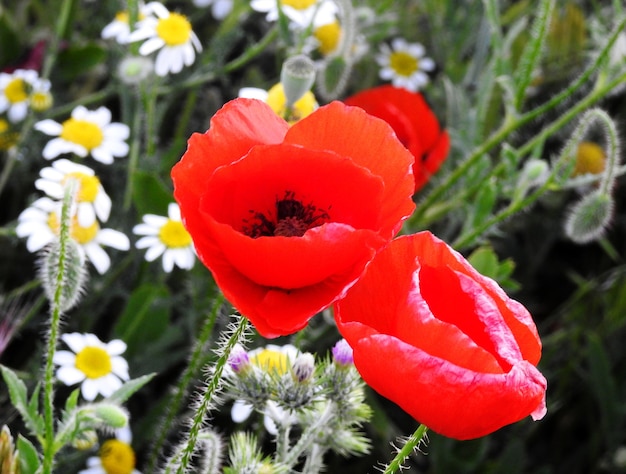 Mohnblumen vor, im Hintergrund Gänseblümchen