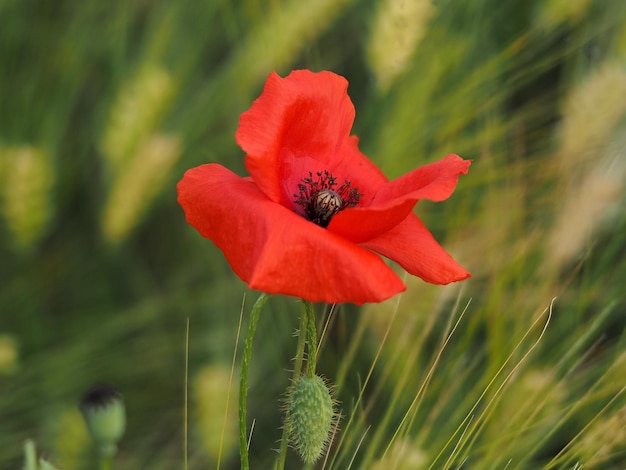 Mohnblumenfeld vom Wind bewegt