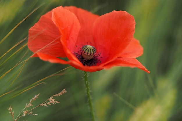 Mohnblumenfeld vom Wind bewegt