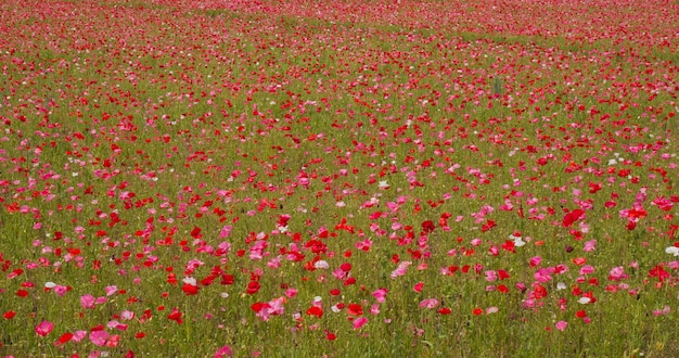 Mohnblumenwiese Feldlandschaft