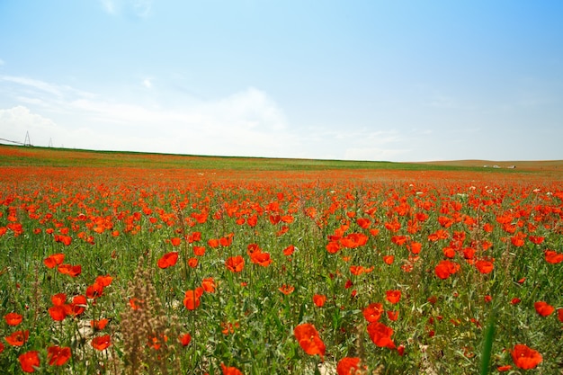 Mohnfeld. Ein wunderschönes Feld mit blühenden Mohnblumen. Natur