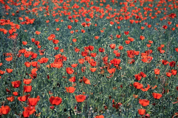 Mohnfeld Ein wunderschönes Feld mit blühenden Mohnblumen