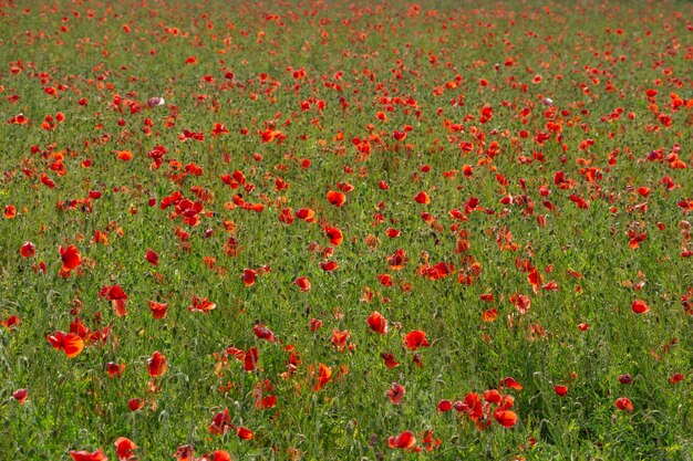 Mohnfeld florale helle Landschaft im Sonnenlicht