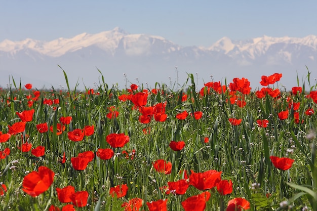 Mohnfeld gegen Berge.