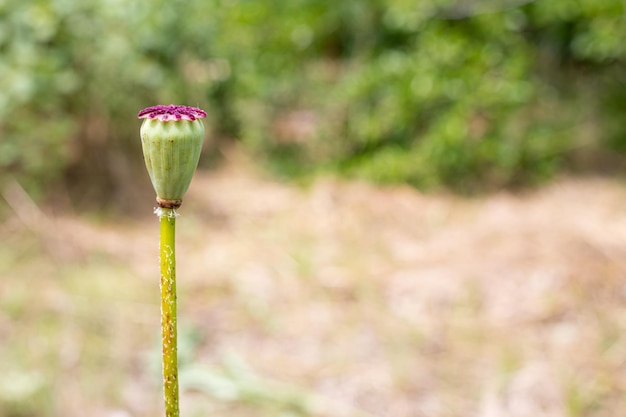 Mohnfeld ohne Blütenblätter auf einem Feld im Sommer.