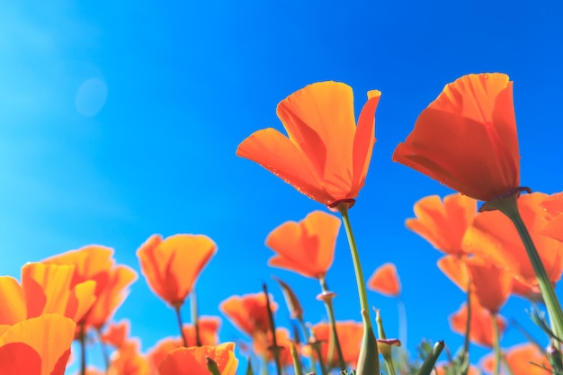 Mohnfeld und wilde Blumen im Sonnenlicht unter einem blauen Himmel