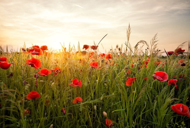 Mohnfelder und Sonnenuntergangslandschaft. Schöner Natursommerblick mit wilden Blumen