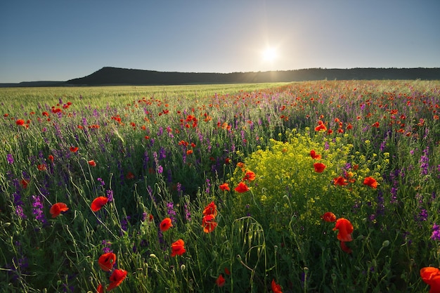 Mohnwiesenlandschaft