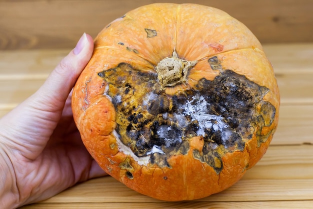 El moho negro en la calabaza la calabaza naranja podrida la comida podrida los alimentos podridos las verduras con moho