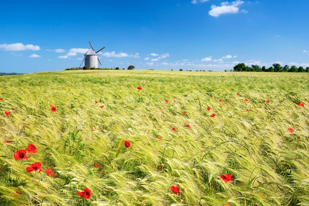 Foto moinho de vento e campo de trigo, frança, europa.