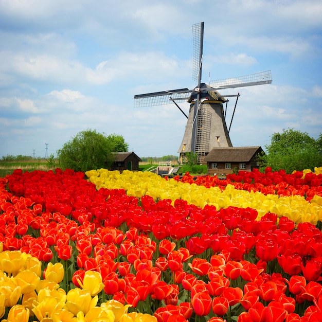 Moinho de vento holandês sobre linhas de campo de tulipas, Holanda