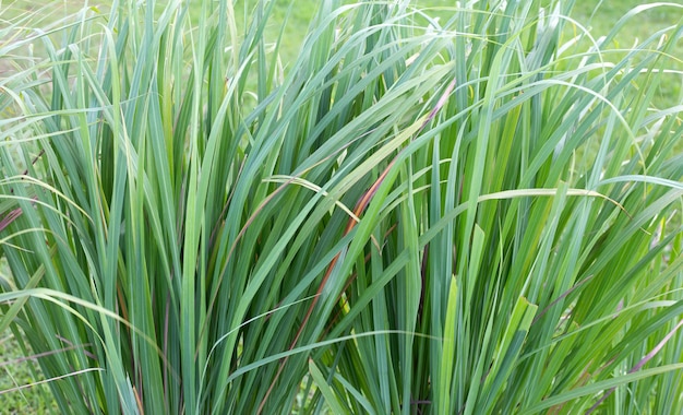 Moita de capim-limão no jardim