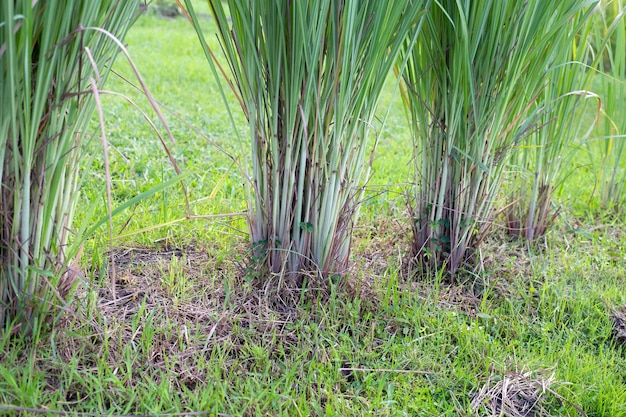 Moita de capim-limão no jardim