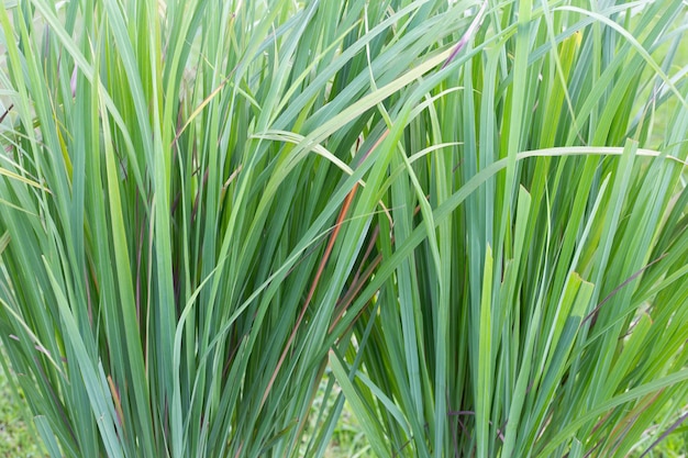 Moita de capim-limão no jardim