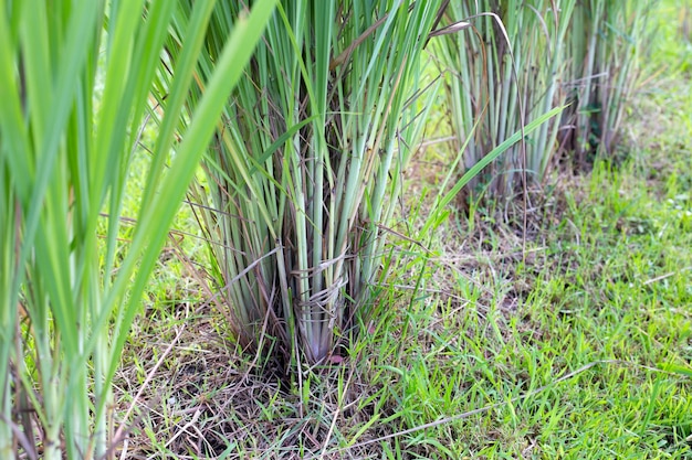 Moita de capim-limão no jardim