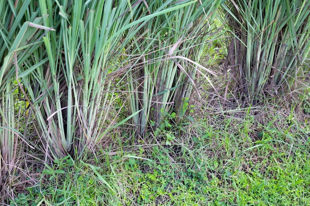 Moita de capim-limão no jardim