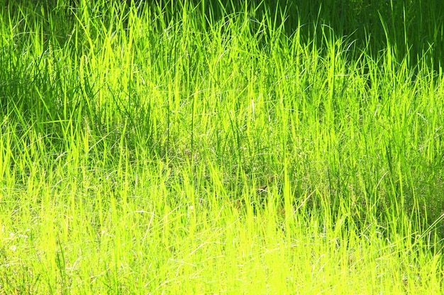 moita de grama verde alta no campo