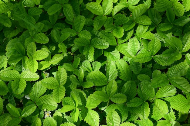 Moitas de folhas verdes de morango suculentas no canteiro do jardim em toda a estrutura. Não há bagas. Foto de close-up. Uma sombra cai nas folhas