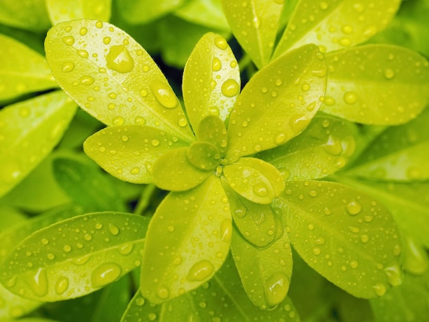 Moje las hojas verdes con gotas. Después de la lluvia.