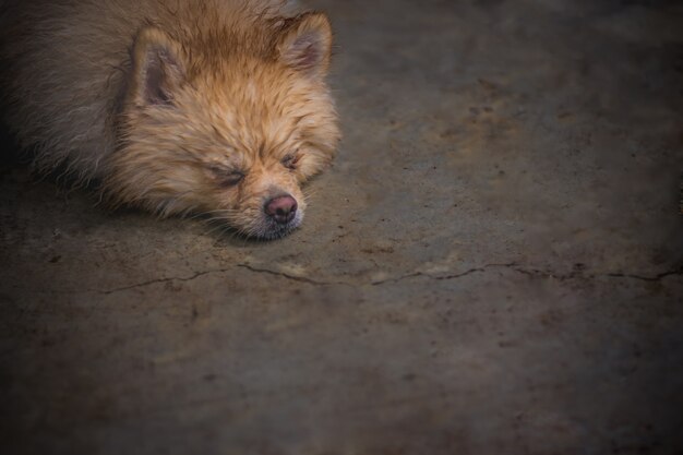 Moje y remoje el perro marrón tendido con el ambiente relajado en el piso de cemento sucio