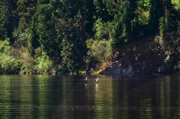 Mokhovoe-See in den Bergen. Natur des Berges Kolyvan. Altai Krai, Russland. Landschaft mit Bergen.