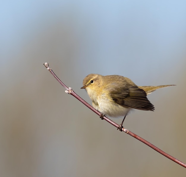 Mola chiffchaff comum, um pássaro senta-se em um galho em um fundo desfocado