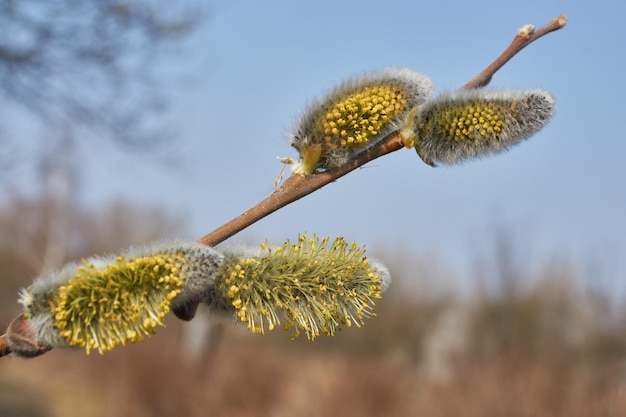 Mola. O salgueiro (lat. Salix) floresce, os brincos - as inflorescências floresceram.