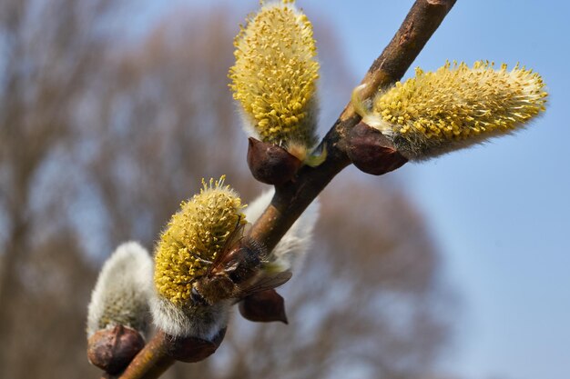 Mola. O salgueiro (lat. Salix) floresce, os brincos - as inflorescências floresceram.