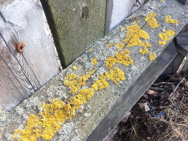 Molde amarelo de padrão de fundo na madeira