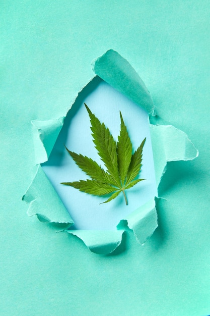 Moldura artesanal criativa de papel rasgado tirquesa com folha de cannabis verde natural sobre fundo azul, lugar para texto. Postal de gongratulação. Vista do topo.