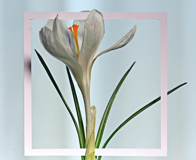 moldura branca de açafrão / flores da primavera, fundo abstrato
