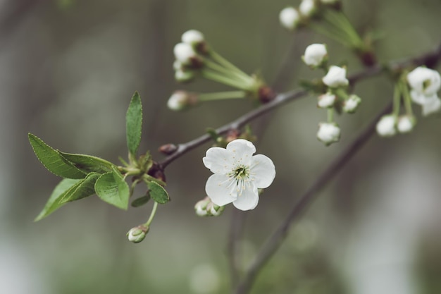 Moldura de flores de cereja