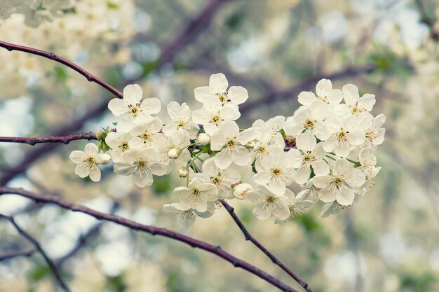 Moldura de flores de cereja