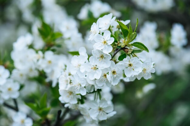 Moldura de flores de cereja