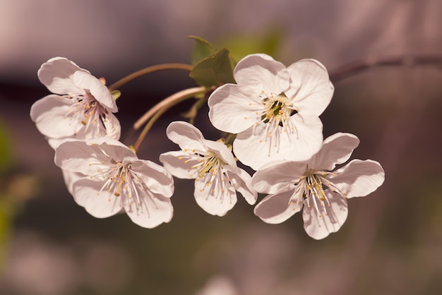 Moldura de flores de cereja