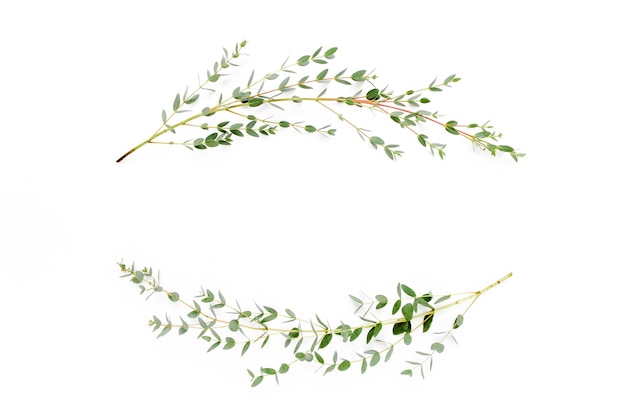 Foto moldura de grinalda feita de ramos de eucalipto e folhas isoladas em fundo branco, vista de cima plana