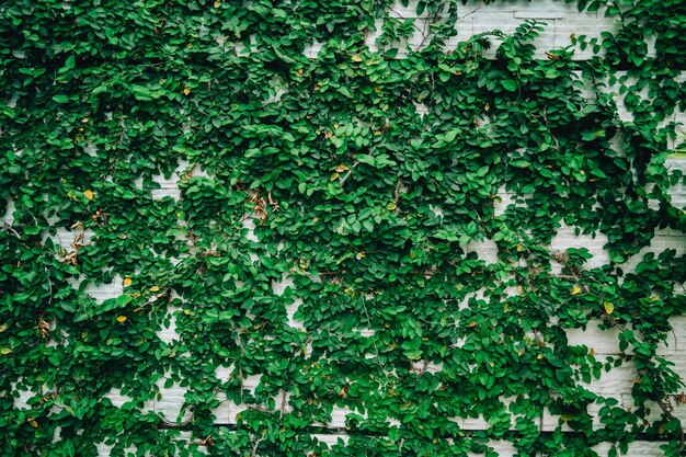 Foto moldura de parede de grama verde vazia como plano de fundo galho de árvore com folhas verdes e grama em tijolo branco