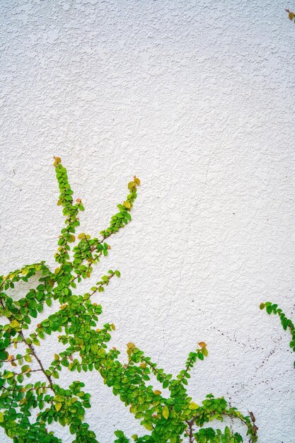 Moldura de parede de grama verde vazia como plano de fundo Galho de árvore com folhas verdes e grama no fundo da parede de tijolo branco