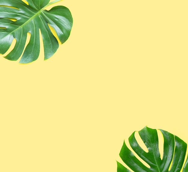 Moldura feita de folhas da planta monstera em fundo amarelo.