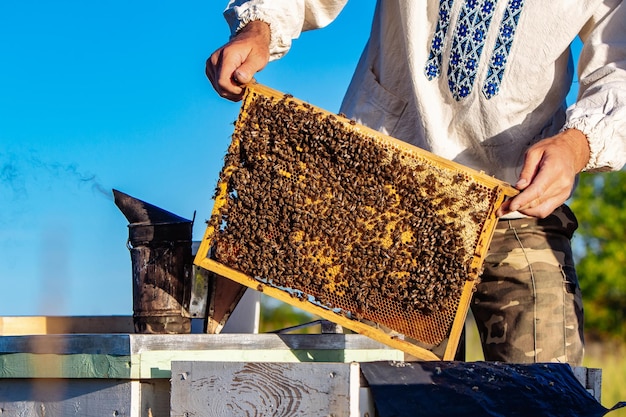 Molduras de madeira com mel na colmeia de abelhas Apicultura de verão amarelo