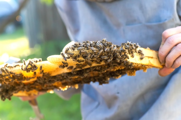 Molduras onde as abelhas poderiam construir pentes naturais dentro