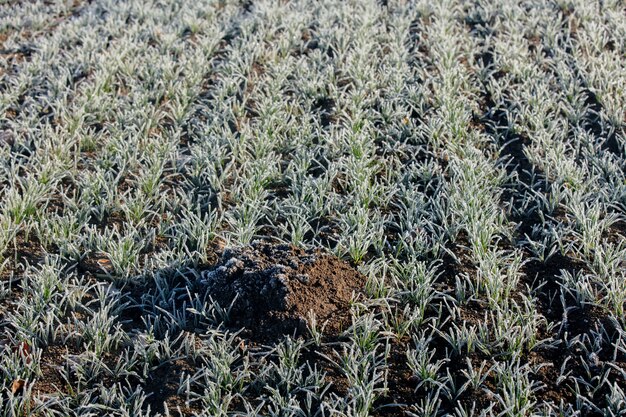 Molehill en un campo de trigo durante las heladas