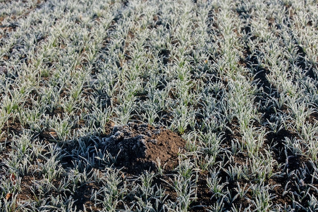 Molehill em um campo de trigo durante geadas