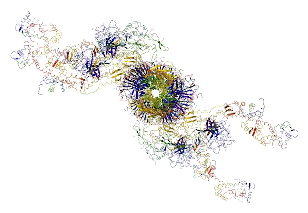 Molekularer Motor: Myosine und Aktin verursachen Muskelkontraktionen. Abbildung auf weißem Hintergrund