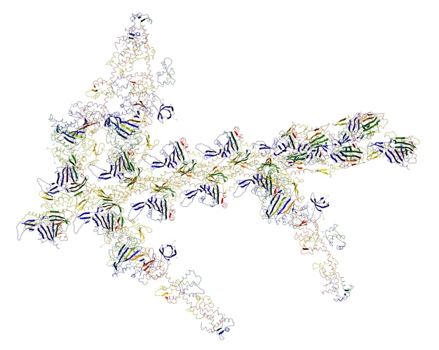 Molekularer Motor: Myosine und Aktin verursachen Muskelkontraktionen. Abbildung auf weißem Hintergrund