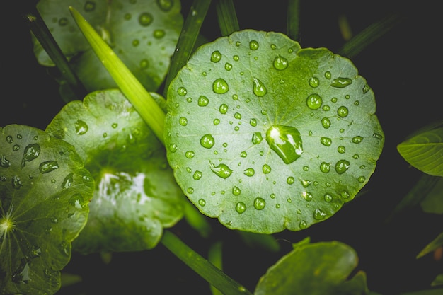 Molhe as gotas e as folhas próximas acima para o fundo da natureza.