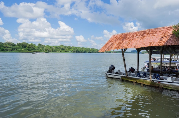 Molhe do rio da selva de Tortuguero