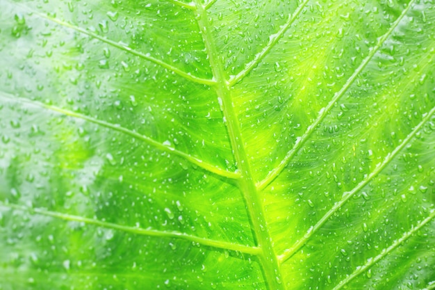 Molhe gotas de orvalho na folha verde na textura da natureza da luz do dia da manhã para o fundo