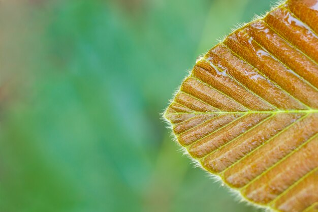 Molhe gotas na folha na floresta tropical.